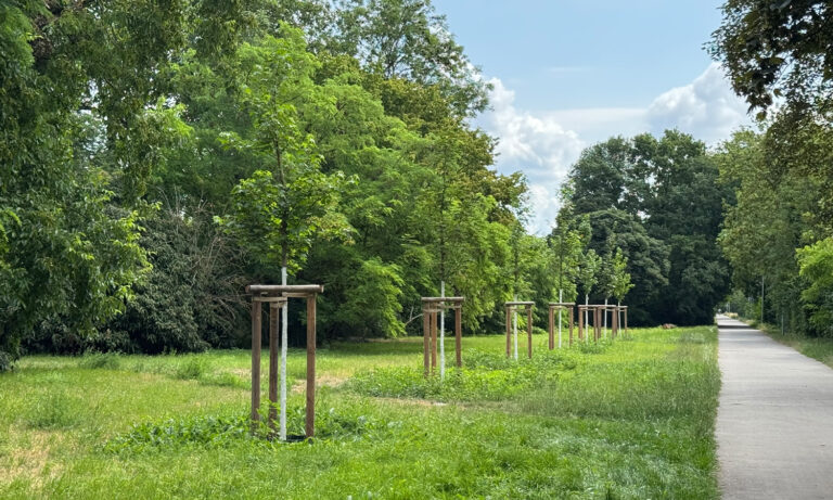 Platanen in der Steinstraße in Frankenthal im Zusammenhang mit der städtischen Baumstrategie und geplanten Nachpflanzungen